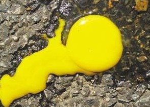 ƽ