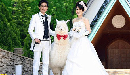 日本新人结婚用呆萌羊驼证婚 日本新人结婚用呆萌羊驼证婚