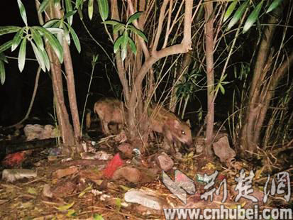继武大华科之后 地大学生也称校内拍到野猪 继武大华科之后 地大学生也称校内拍到野猪