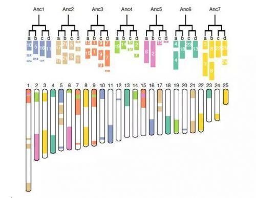 Figure1. Twenty-five pineapple chromosomes organized into pairs of pairs following two whole genome duplication (WGD) events.(菠萝25条染色体的两次全基因组复制的图示) Figure1. Twenty-five pineapple chromosomes organized into pairs of pairs following two whole genome duplication (WGD) events.(菠萝25条染色体的两次全基因组复制的图示)