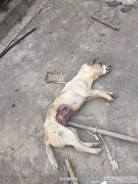 狗 狗