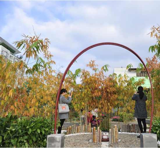 福州大学生3天巧造“微花园” 福州大学生3天巧造“微花园”