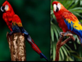 ʻʦձ
