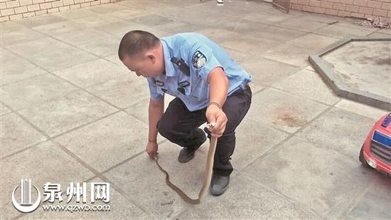 锦蛇在小李手中乖乖就范