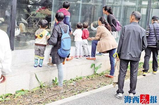 绿化带遭到踩踏