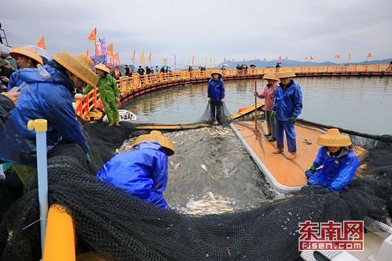 图为大黄鱼捕捞作业。