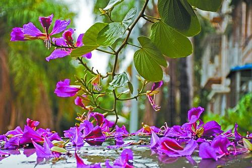 ■雨中花 杨君牧 摄