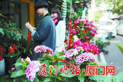 -小型花卉今年更受青睐。 郭航摄