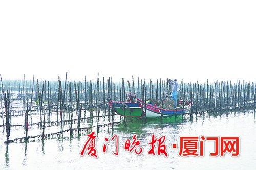 渔船从挂满牡蛎的竹竿中间驶过。