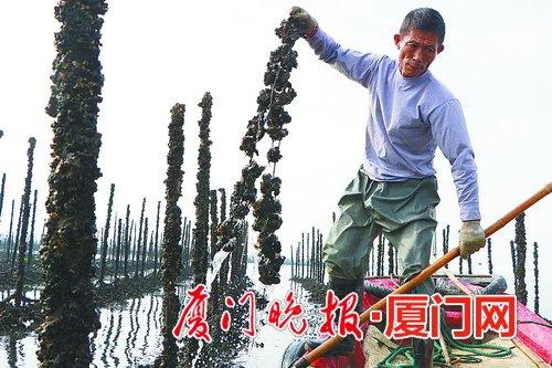 ■琼头村渔民正在收割牡蛎。