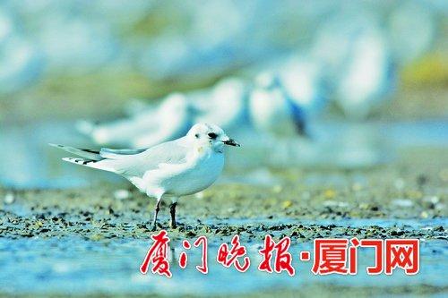 黑嘴鸥