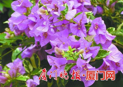 斑叶伊娃浅紫