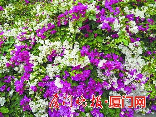 赛玛