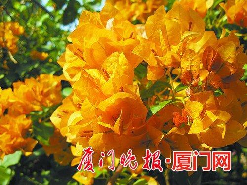 金色光辉