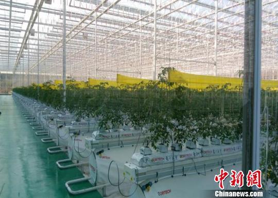 福建省光泽县丰圣鸾凤智慧园。 刘文标 摄
