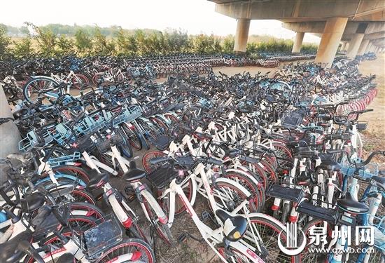 泉州大桥下成了共享单车的安置维修点
