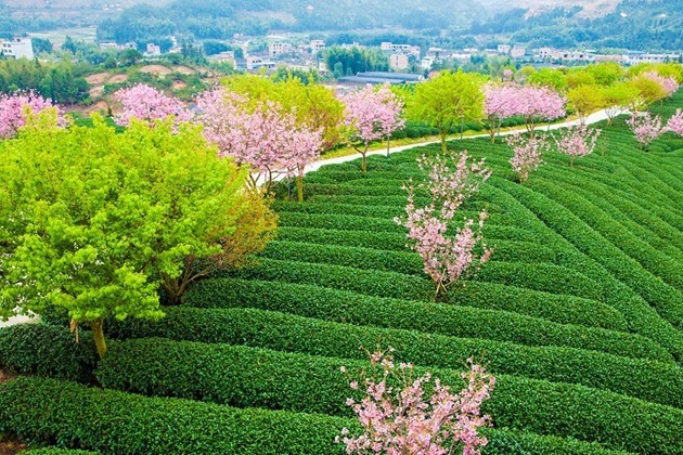 中国樱花美 漳平最先开